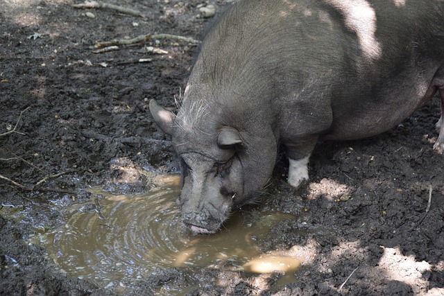曼城已经多 曼城已经多